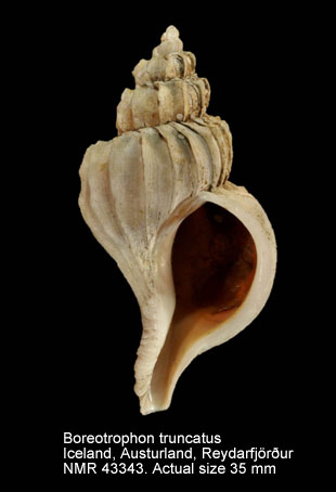 Boreotrophon truncatus (3).jpg - Boreotrophon truncatus(Strøm,1768)